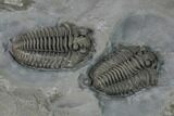 Two Flexicalymene Trilobites - LaPrairie, Quebec #164374-1